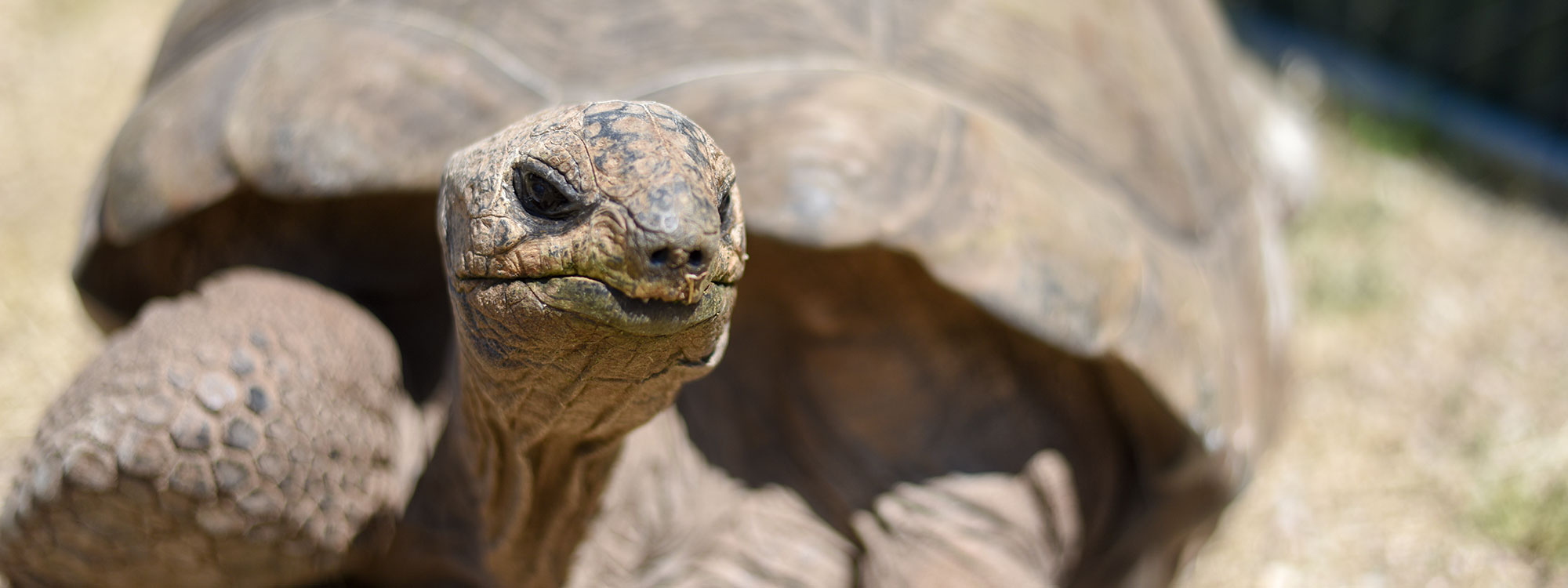 Aldabra Tortoise