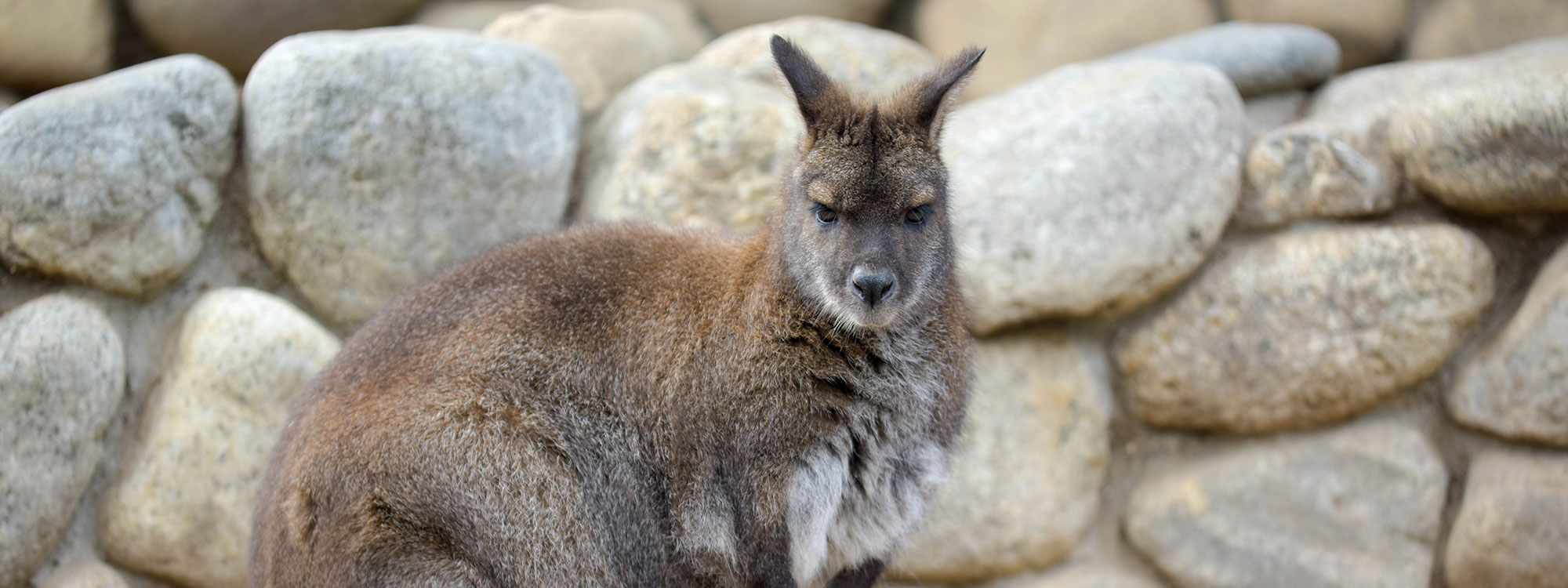 Bennett's Wallaby