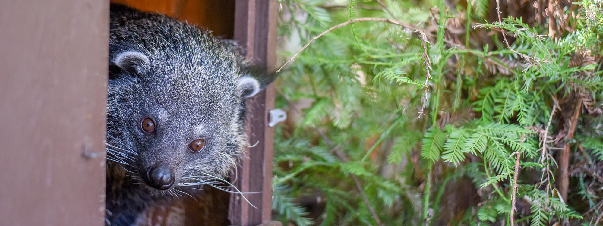 Binturong