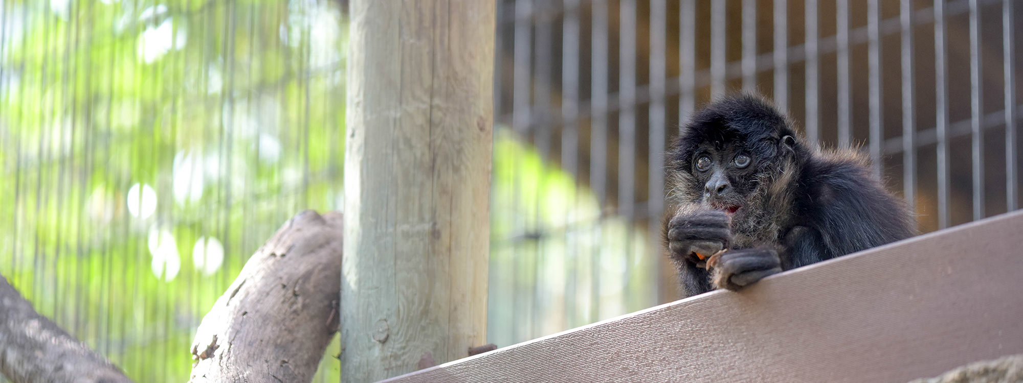 Black-Handed Spider Monkey