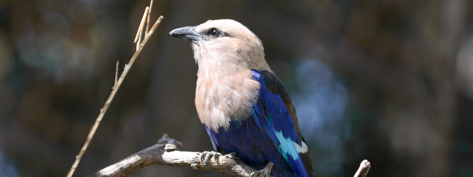 Blue Bellied Roller