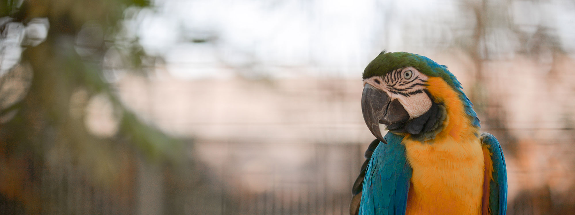 Blue and Gold Macaw