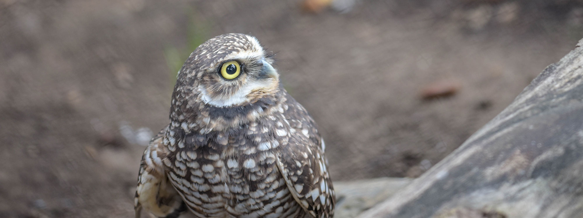 Burrowing Owl