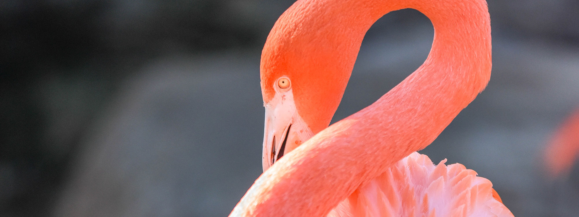 Caribbean Flamingo