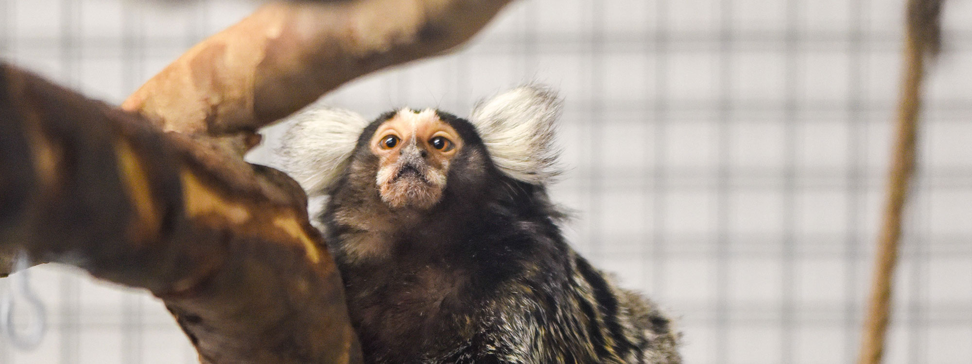Common Marmoset