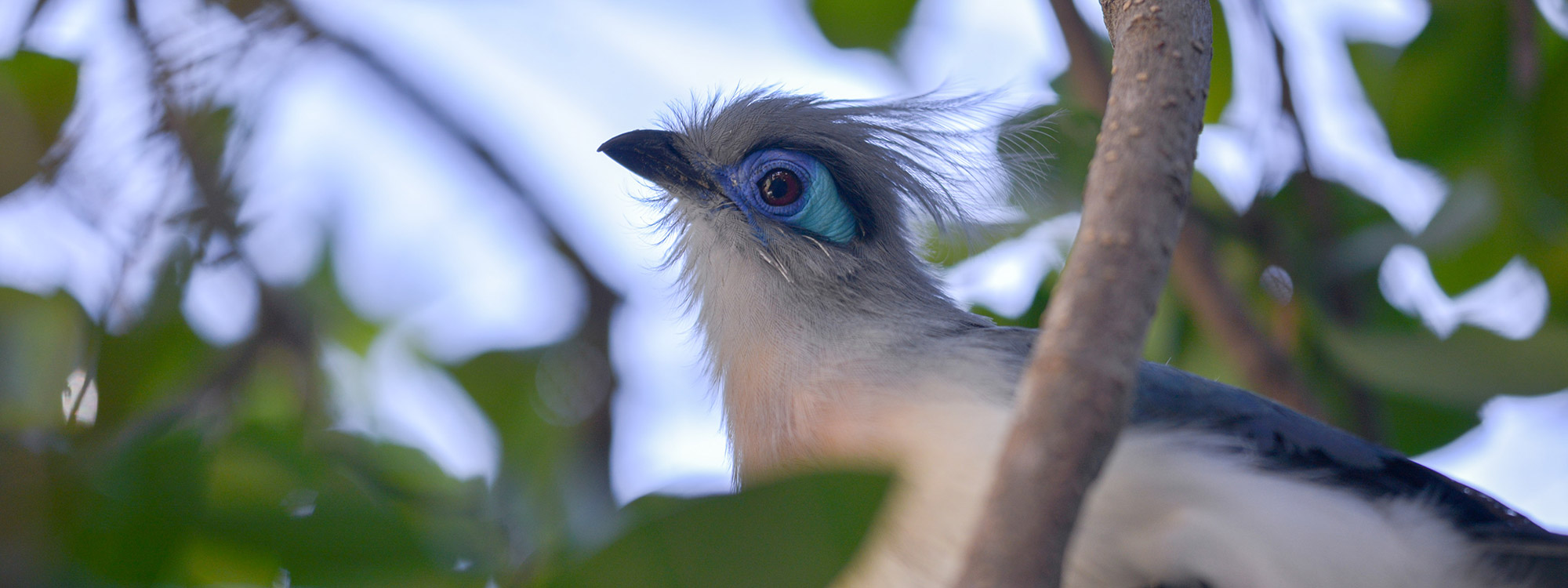 Crested Coua