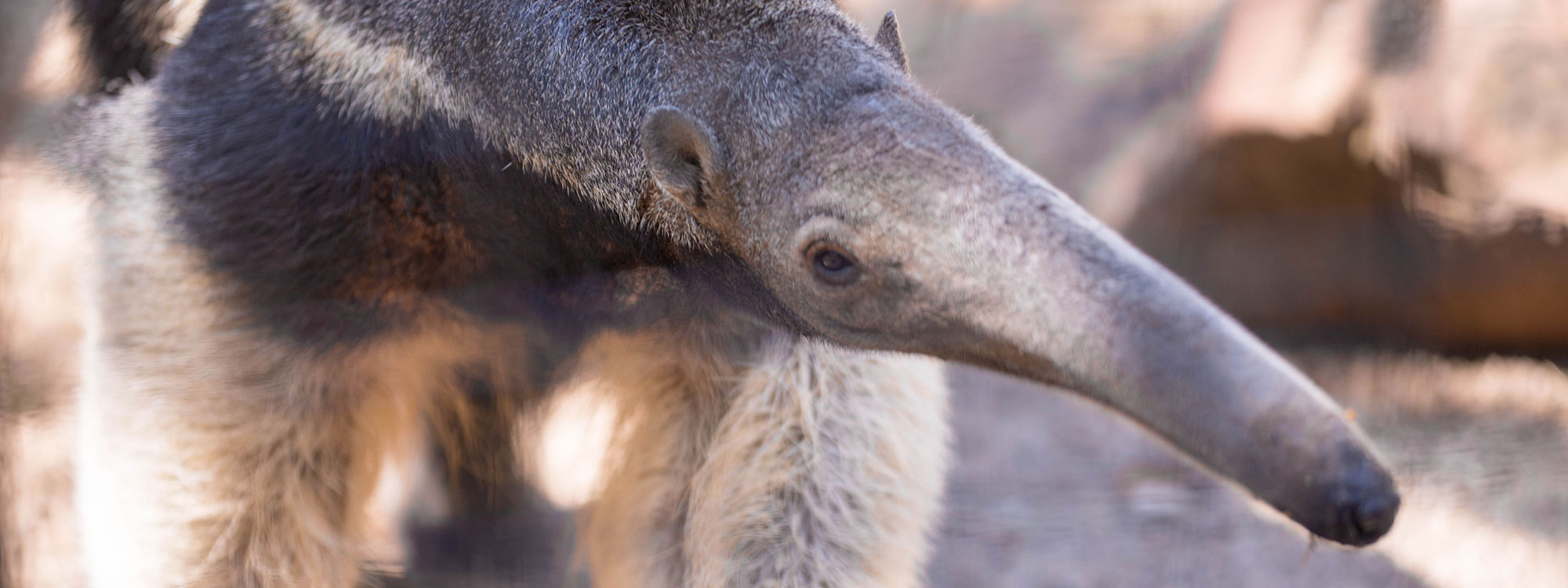Giant Anteater