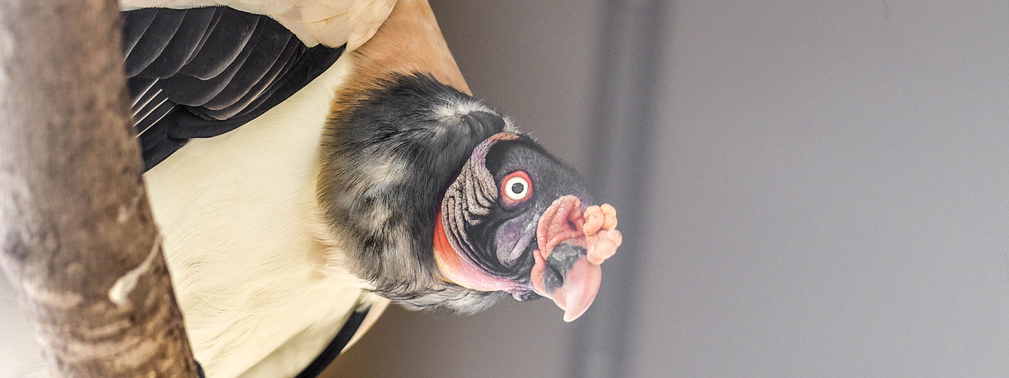 King Vulture