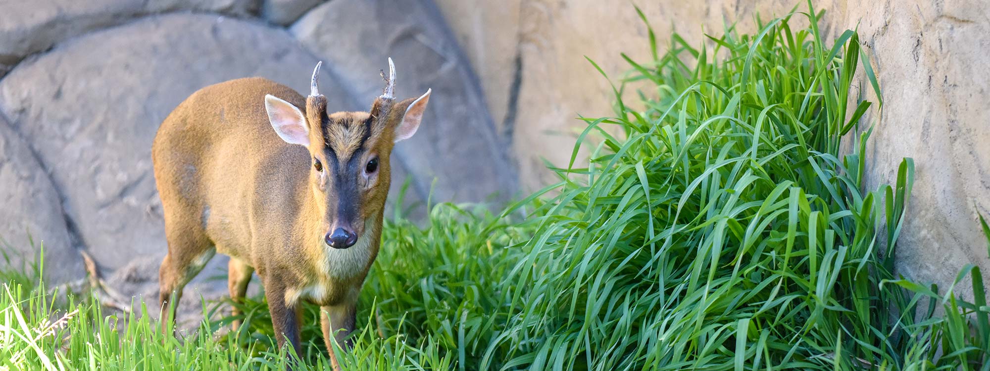 Chinese Muntjac