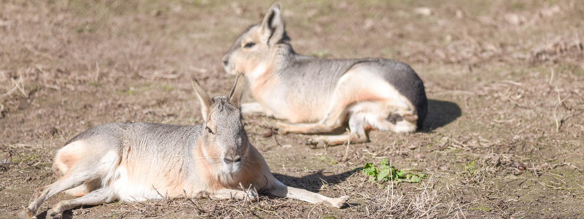 Patagonian Cavy (Mara)