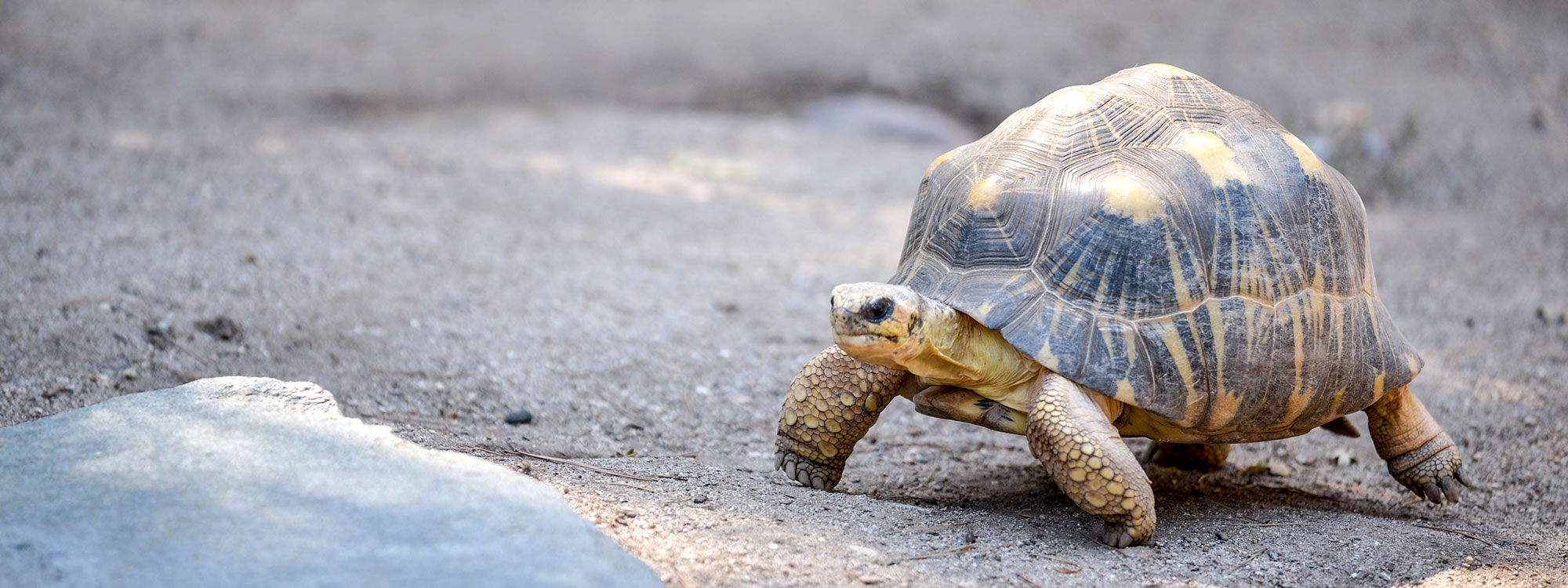 Radiated Tortoise