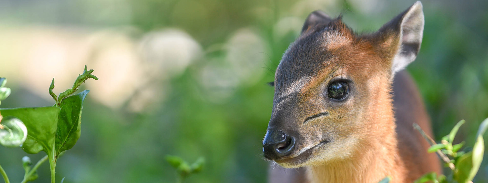 Red-Flanked Duiker