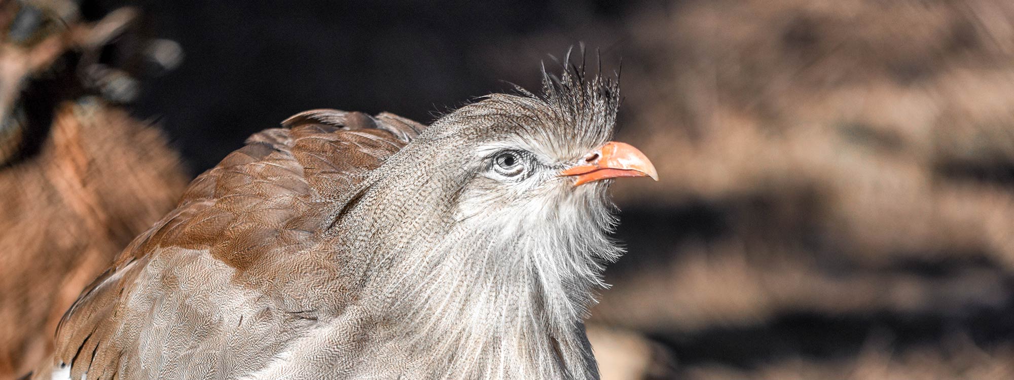Red-Legged Seriema