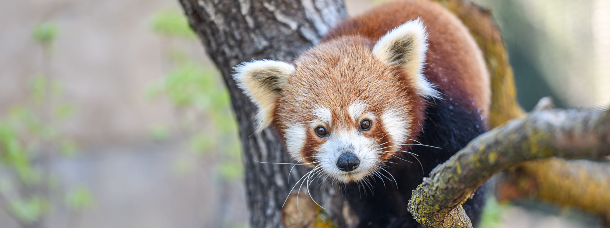 Red Panda