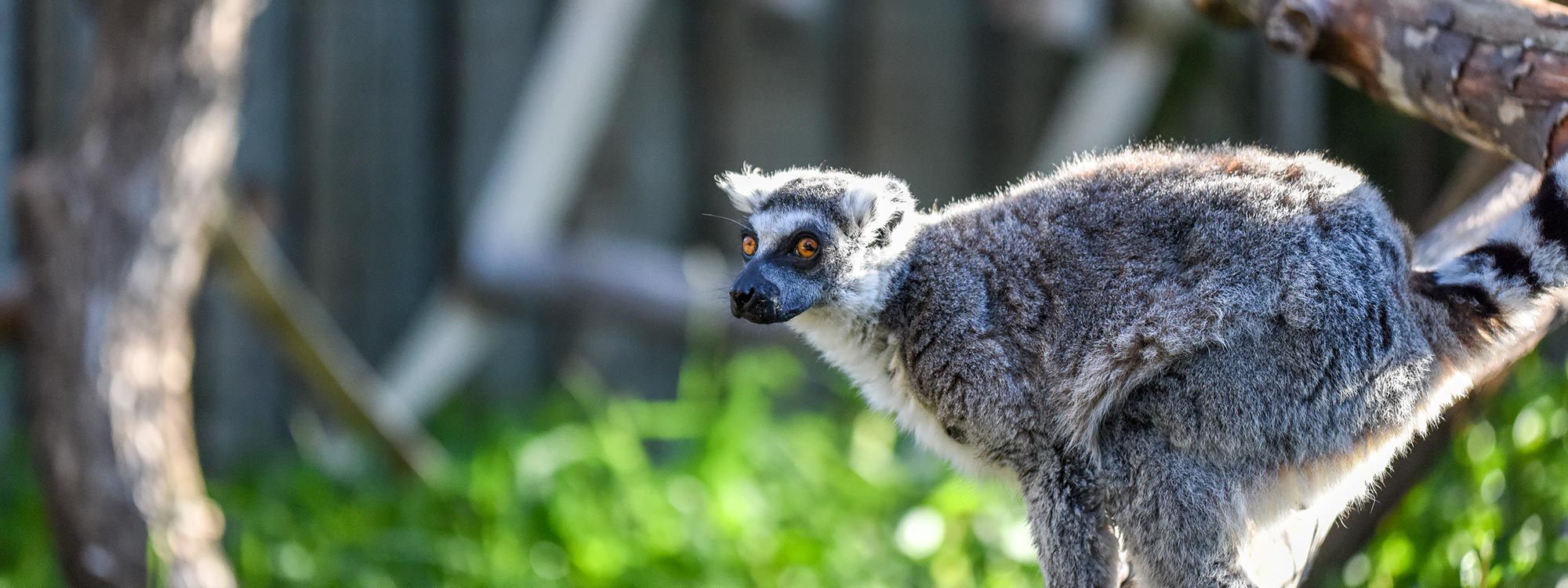 Ring-Tailed Lemur