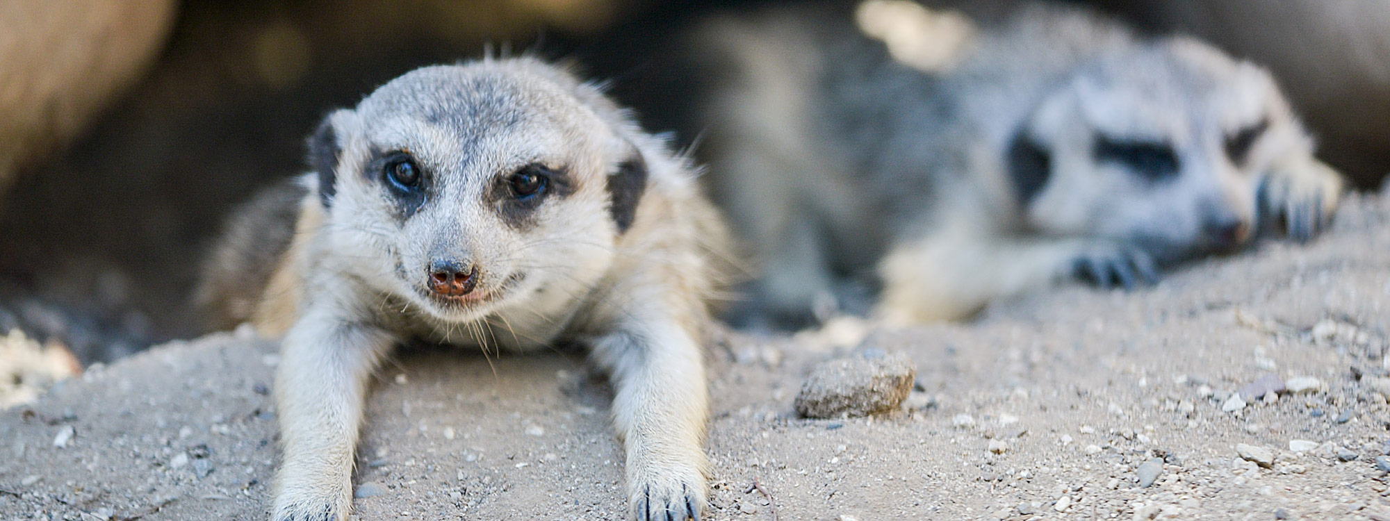 Slender-Tailed Meerkat