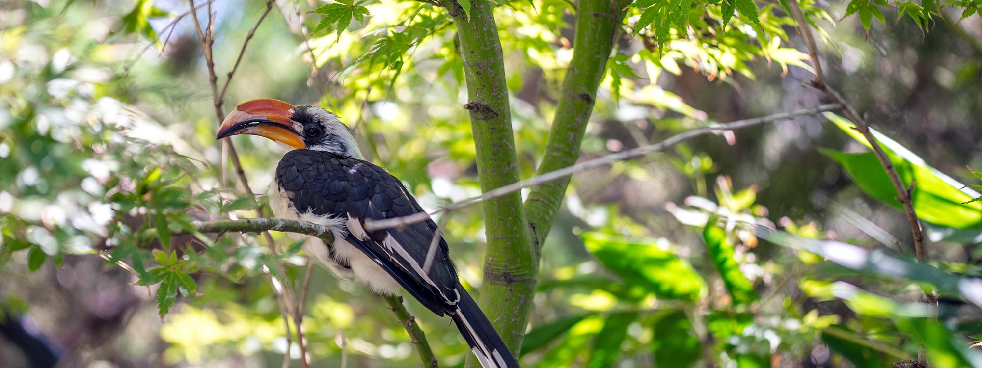 Von der Decken's Hornbill