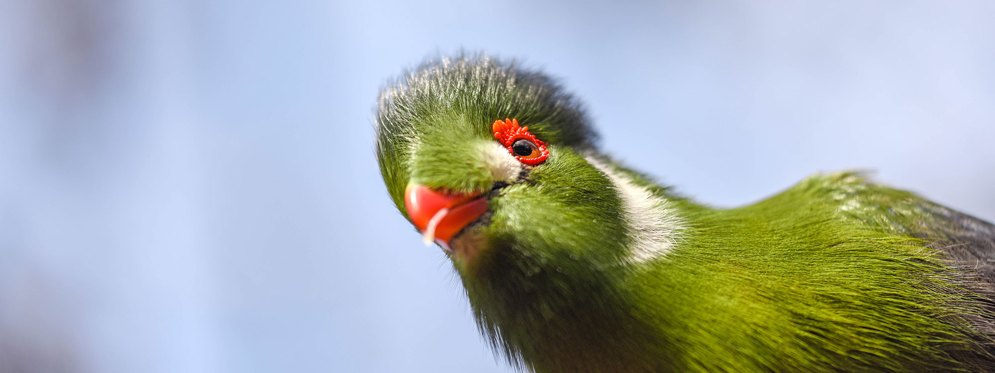 White Cheeked Turaco