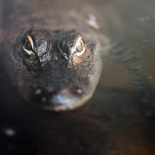 American Alligator