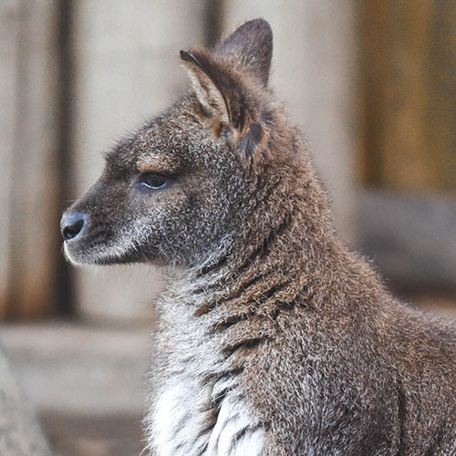 Bennett's Wallaby