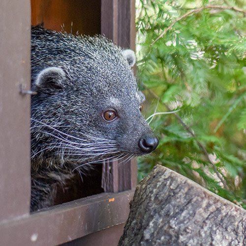Binturong