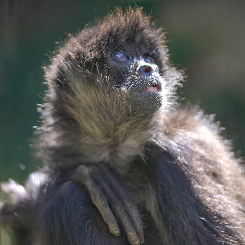 Black-Handed Spider Monkey