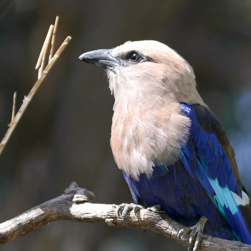 Blue Bellied Roller
