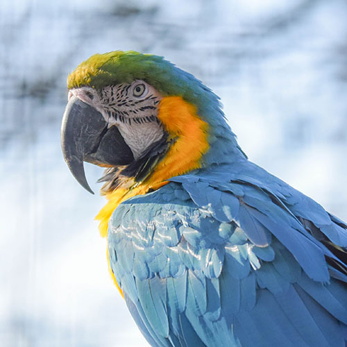 Blue and Gold Macaw