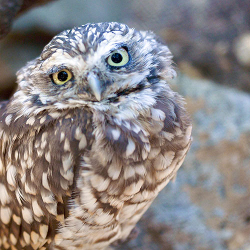 Burrowing Owl