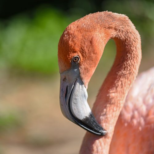 Caribbean Flamingo