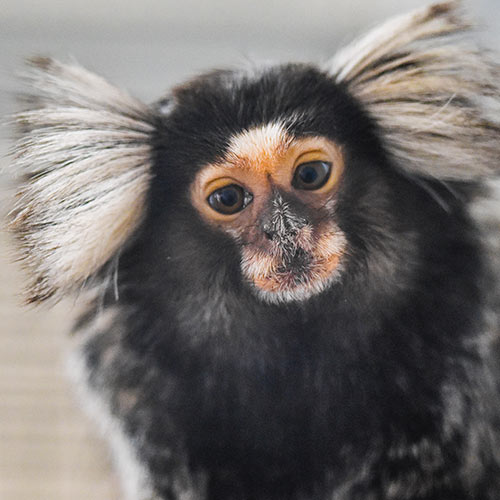 Common Marmoset