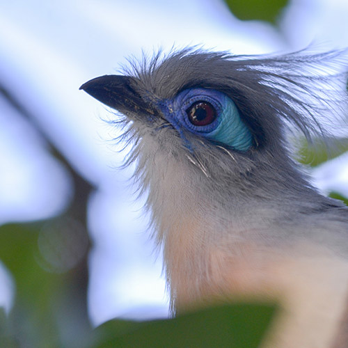 Crested Coua