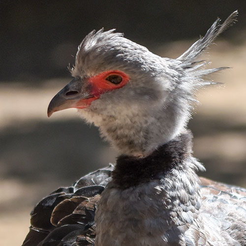 Crested Screamer