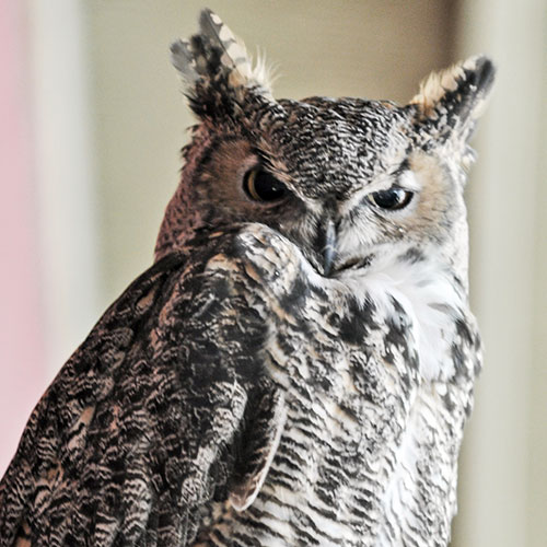 Great Horned Owl