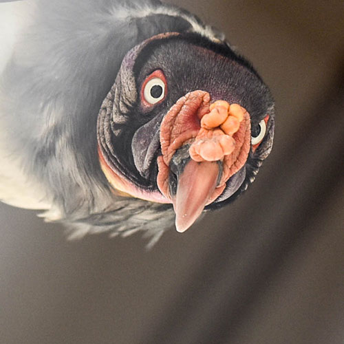 King Vulture
