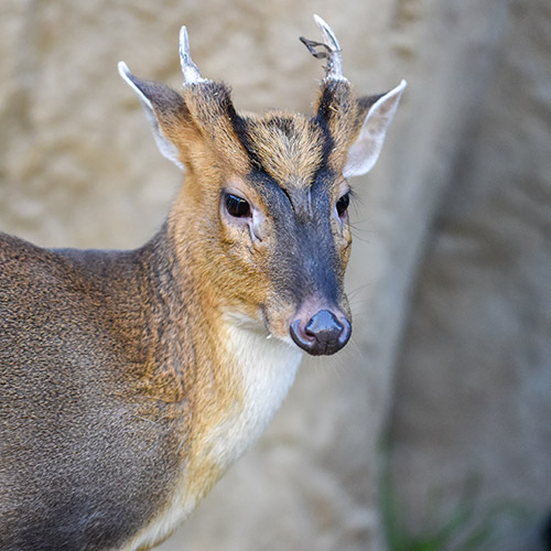 Chinese Muntjac