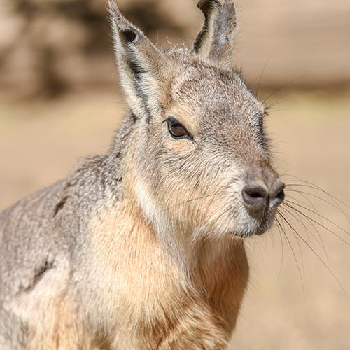 Patagonian Cavy (Mara)