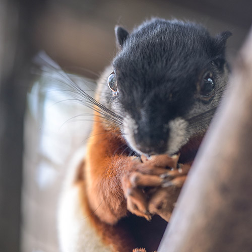 Prevost's Squirrel
