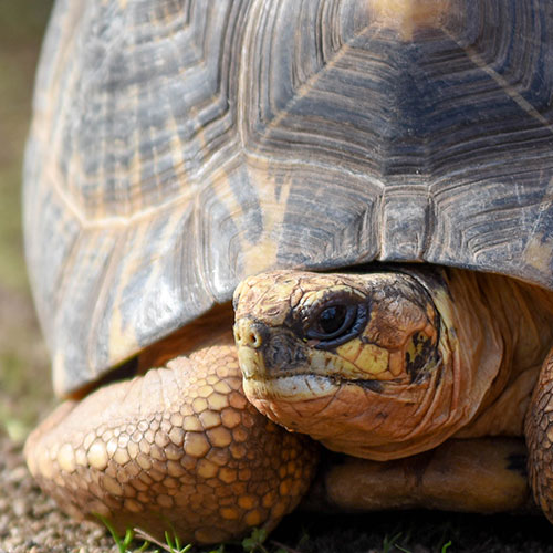 Radiated Tortoise