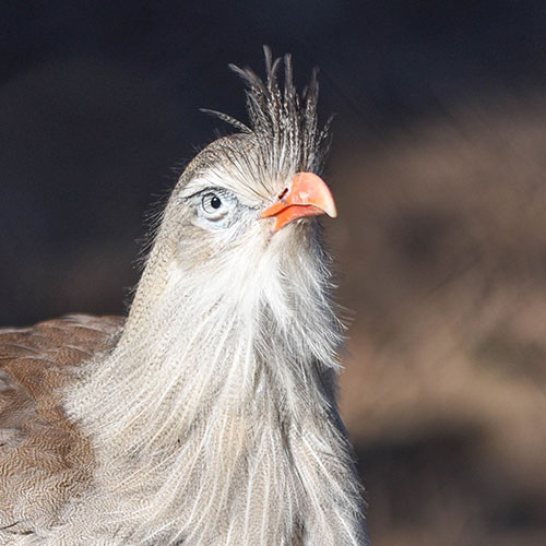 Red-Legged Seriema