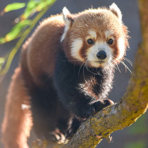 Red Panda