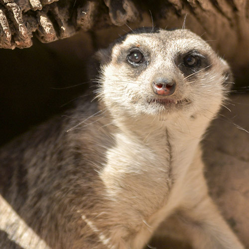 Slender-Tailed Meerkat