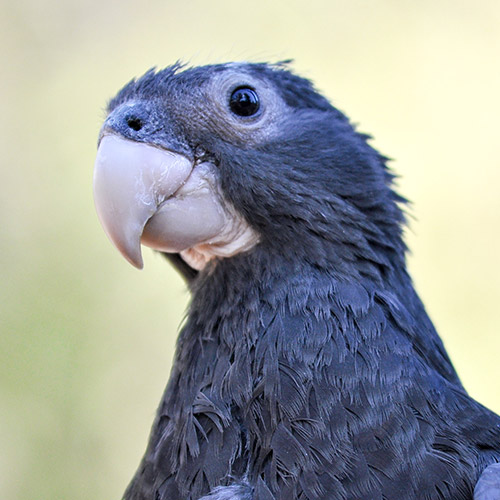 Vasa Parrot