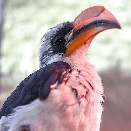 Von der Decken's Hornbill