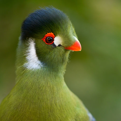White Cheeked Turaco
