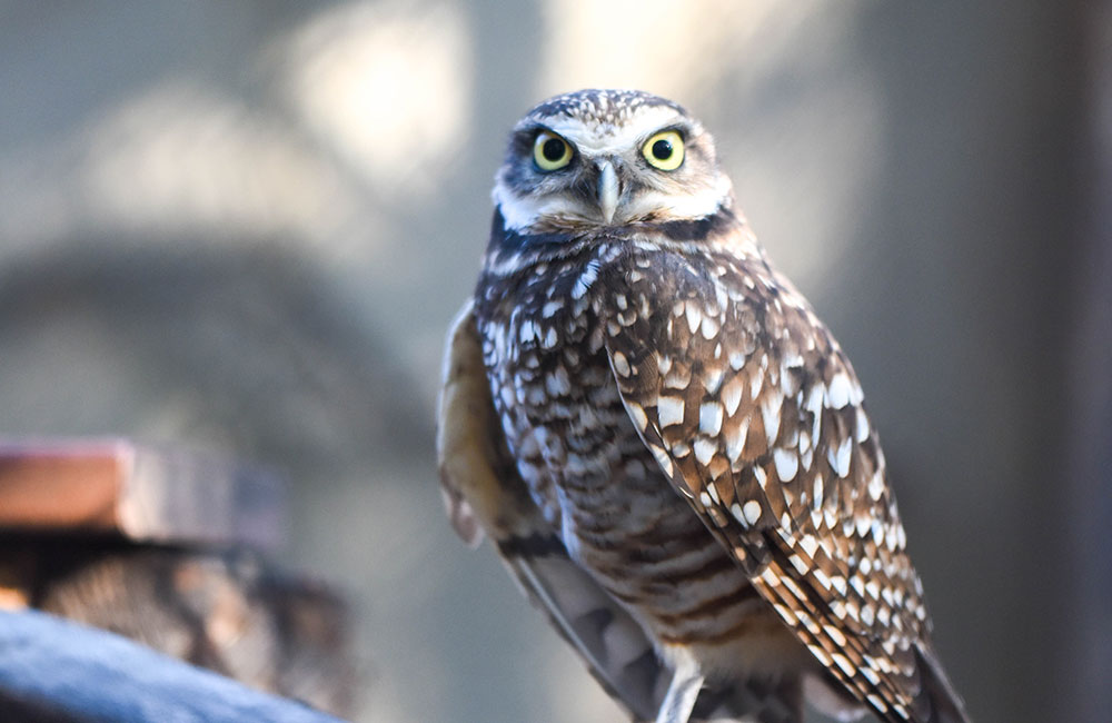 Burrowing Owl