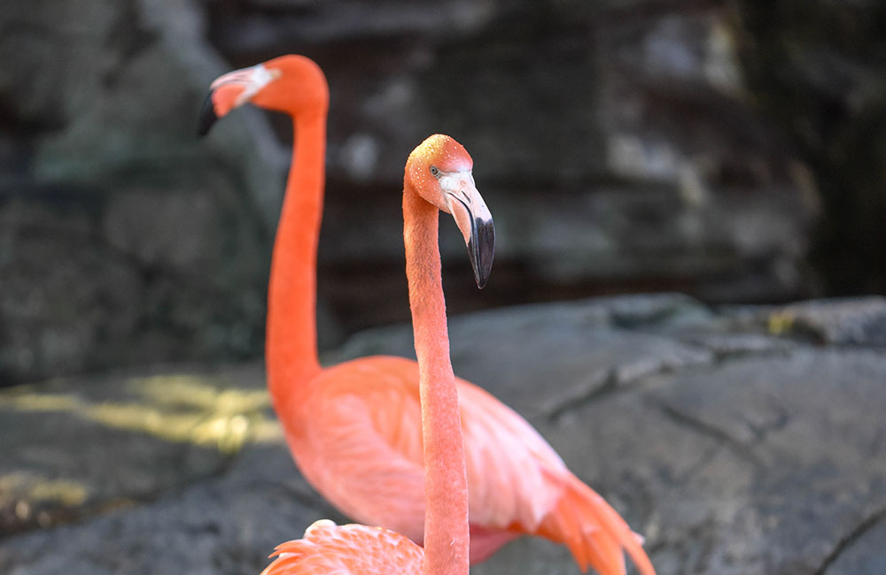 Caribbean Flamingo