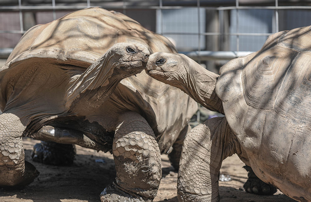 Aldabra Tortoise