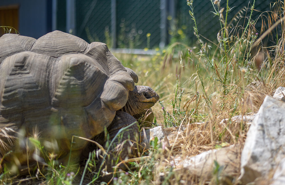 Aldabra Tortoise