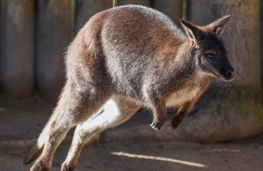 Bennett's Wallaby
